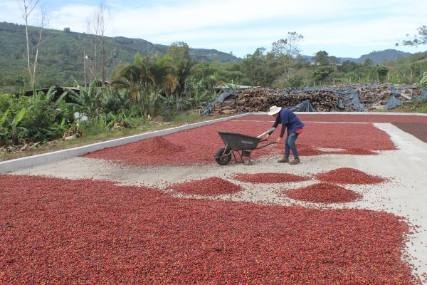 Tarrazu Coffee Beans Natural Process