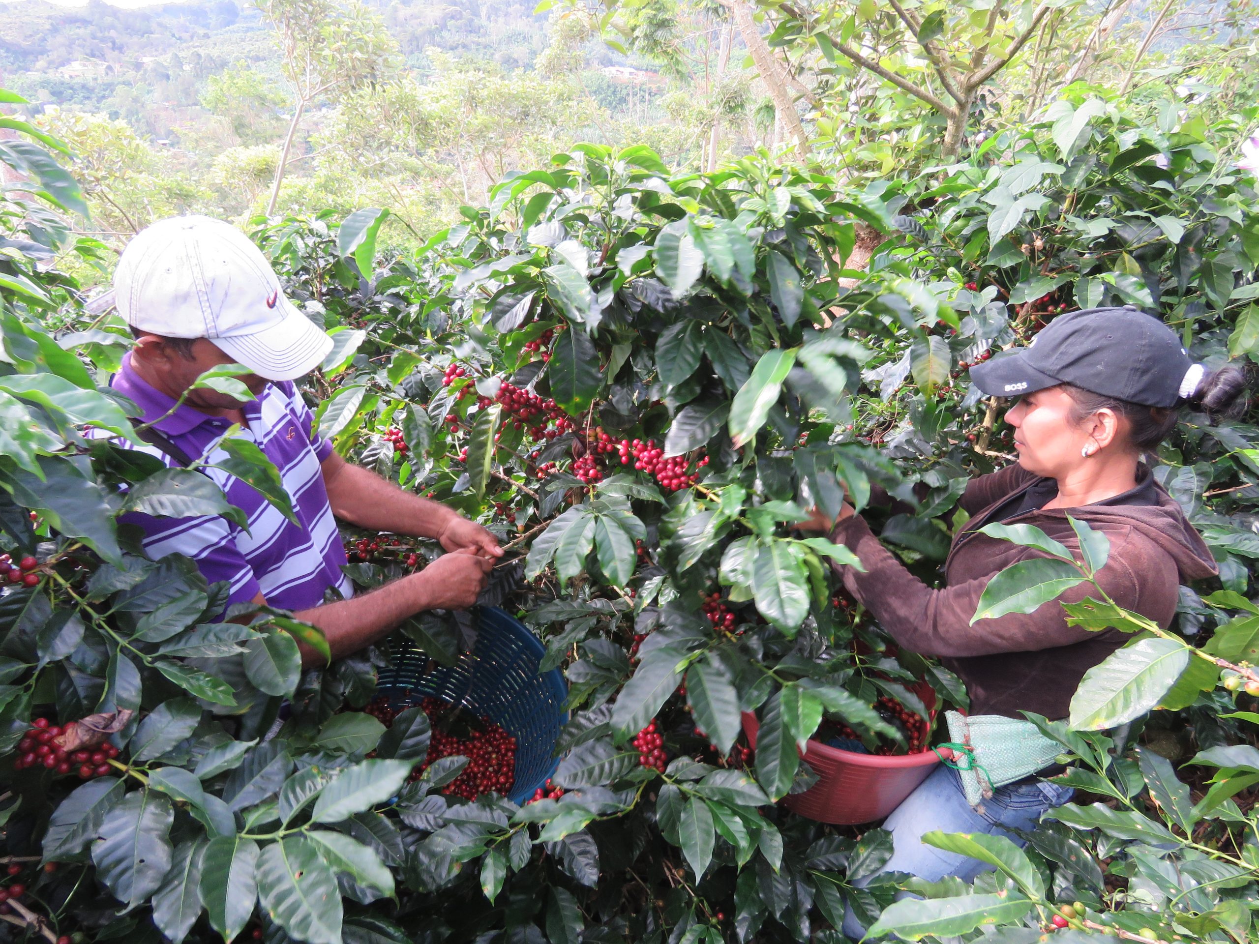 Tarrazu Coffee - Strict Hard Bean Coffee from Tarrazu Costa Rica - Hardcore Coffee Tarrazu