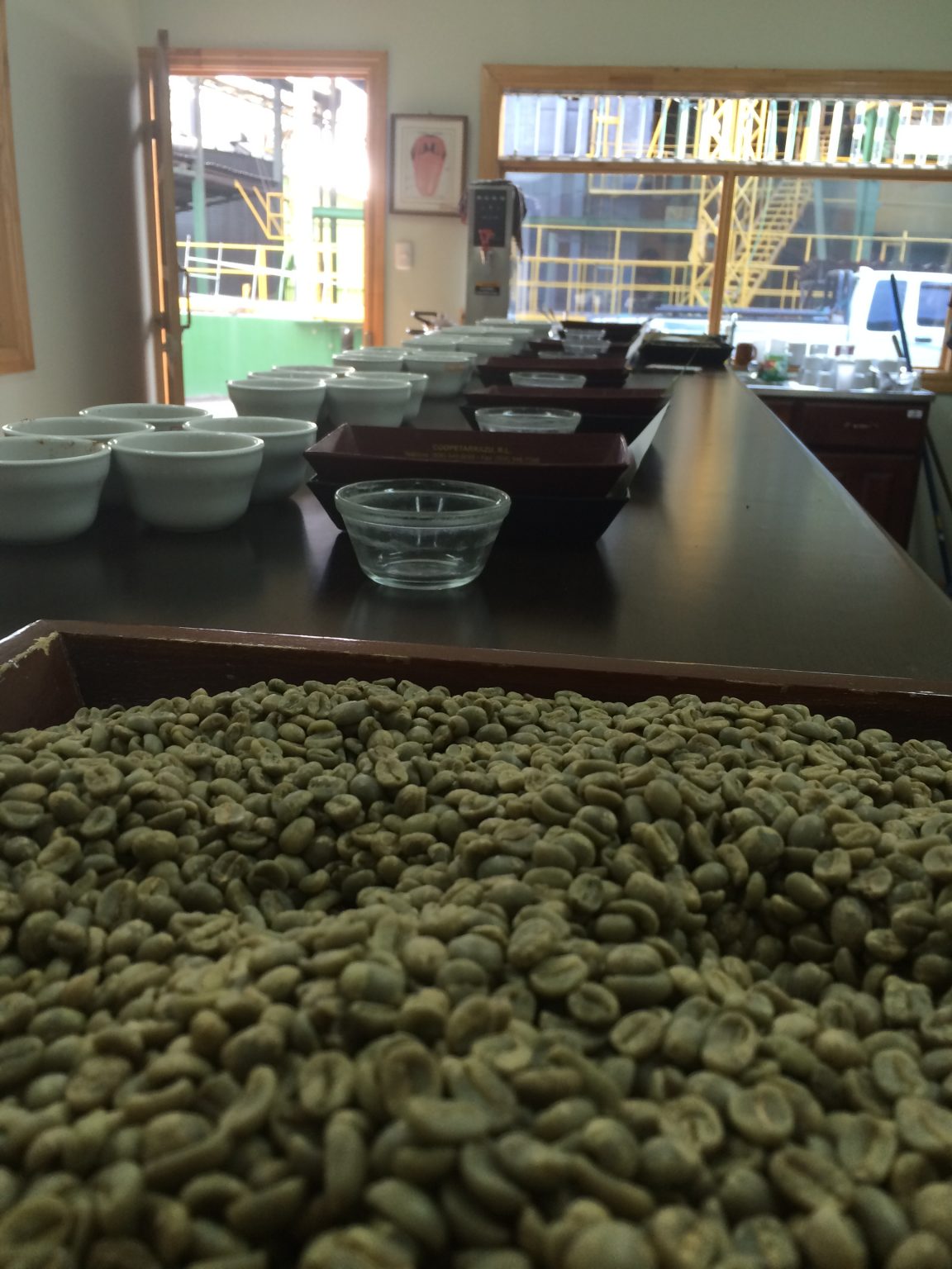 Green Coffee Beans in Bulk Wholesale Tarrazu Green Coffee