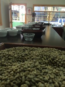 Costa Rican Green coffee beans on display at a cupping station